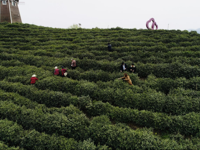 陜西廣電融媒體集團(tuán)農(nóng)林衛(wèi)視助力陜西茶區(qū)“以茶興業(yè)，以茶富民”